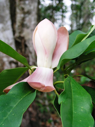 มณฑิรา Magnolia insignis Wall.<br/>MAGNOLIACEAE